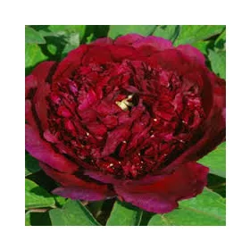   Fás szárú Bazsarózsa - Paeonia suffruticosa "Wu Jin Yao Hui"