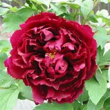 Fás szárú Bazsarózsa - Paeonia suffruticosa "Wu Jin Yao Hui"