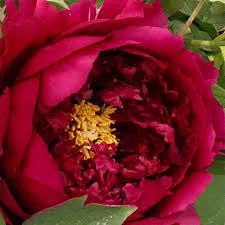 Fás szárú Bazsarózsa - Paeonia suffruticosa "Wu Jin Yao Hui"