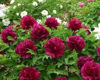 Fás szárú Bazsarózsa - Paeonia suffruticosa "Wu Jin Yao Hui"