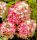 Bugás Hortenzia  - Hydrangea Paniculata - Diamant Rouge C7,5