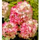 Bugás Hortenzia  - Hydrangea Paniculata - Diamant Rouge C7,5