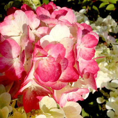 Bugás Hortenzia  - Hydrangea Paniculata - Diamant Rouge C7,5