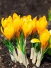Krókusz - Crocus vernus ‘Flavus Yellow’ Cs9