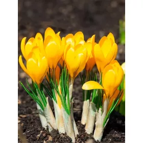 Krókusz - Crocus vernus ‘Flavus Yellow’ Cs9
