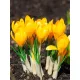 Krókusz - Crocus vernus ‘Flavus Yellow’ Cs9