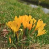 Krókusz - Crocus vernus ‘Flavus Yellow’ Cs9