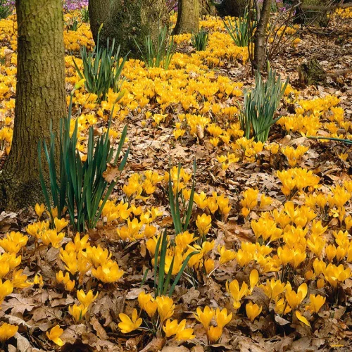 Krókusz - Crocus vernus ‘Flavus Yellow’ Cs9
