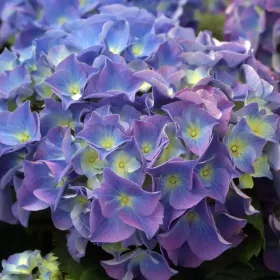 Kerti hortenzia - Hydrangea macrophylla 'Bodensee"