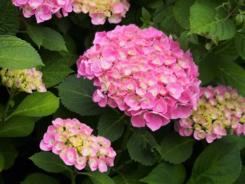 Kerti hortenzia - Hydrangea macrophylla 'Bodensee"