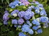 Kerti hortenzia - Hydrangea macrophylla 'Bodensee"