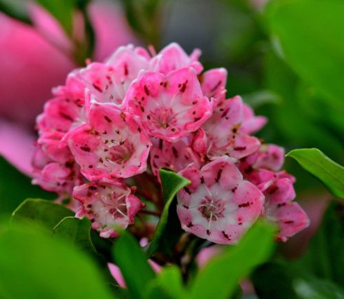 Hegyi babér - Kalmia latifolia "You Can" K4