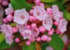 Hegyi babér - Kalmia latifolia "You Can" K4