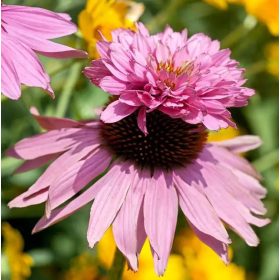   Bíbor kasvirág - Echinacea Purpurea "Double-Decker"