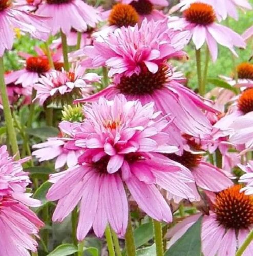 Bíbor kasvirág - Echinacea Purpurea "Double-Decker"
