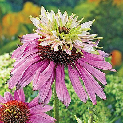Bíbor kasvirág - Echinacea Purpurea "Double-Decker"