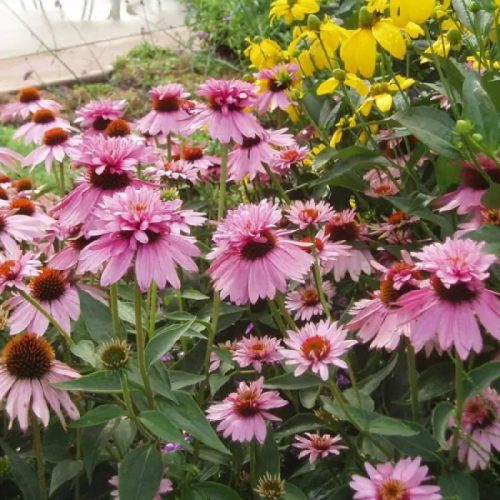 Bíbor kasvirág - Echinacea Purpurea "Double-Decker"