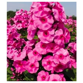   Bugás lángvirág - Phlox paniculata "Fondant Fancy"