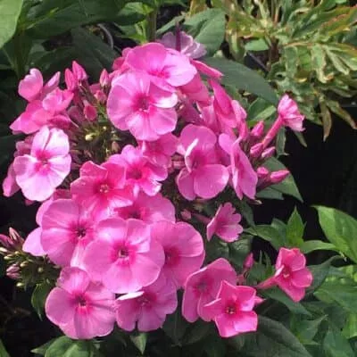 Bugás lángvirág - Phlox paniculata "Fondant Fancy"