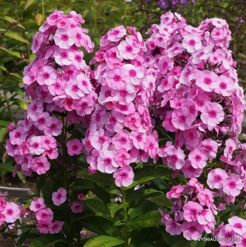 Bugás lángvirág - Phlox paniculata "Fondant Fancy"
