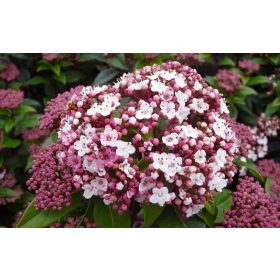 Téli bangita - Viburnum tinus "Spirit"