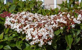 Téli bangita - Viburnum tinus "Spirit"