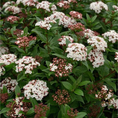 Téli bangita - Viburnum tinus "Spirit"