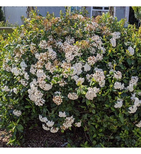 Téli bangita - Viburnum tinus "Spirit"