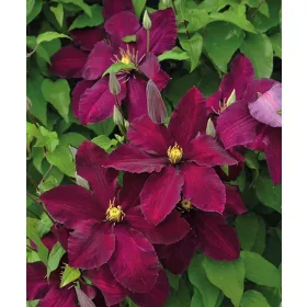 Klematisz / Iszalag - Clematis "Niobe"