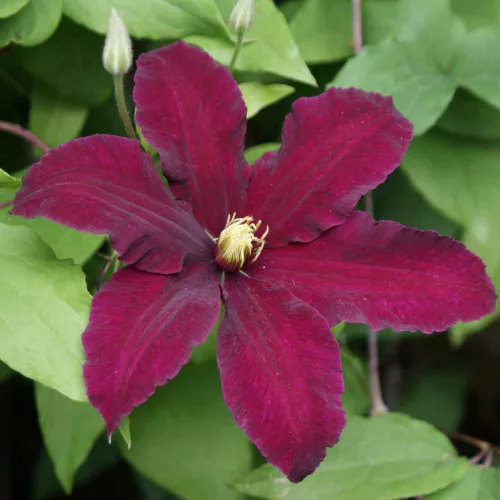 Klematisz / Iszalag - Clematis "Niobe"