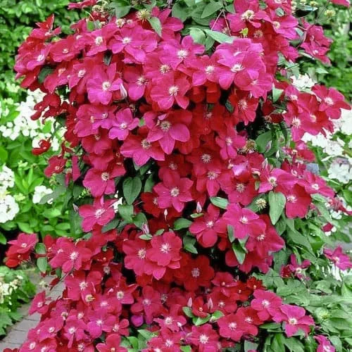 Klematisz / Iszalag - Clematis "Niobe"