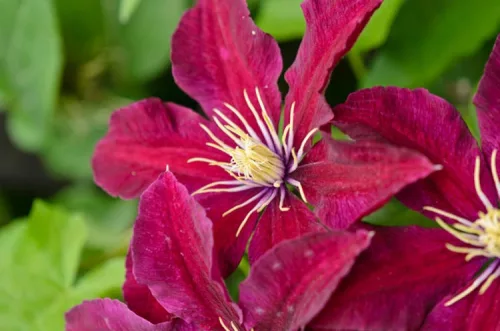 Klematisz / Iszalag - Clematis "Niobe"