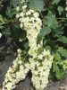 Tölgylevelű hortenzia - Hydrangea quercifolia "Snowcicle" - Cs12