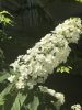 Tölgylevelű hortenzia - Hydrangea quercifolia "Snowcicle" - Cs12