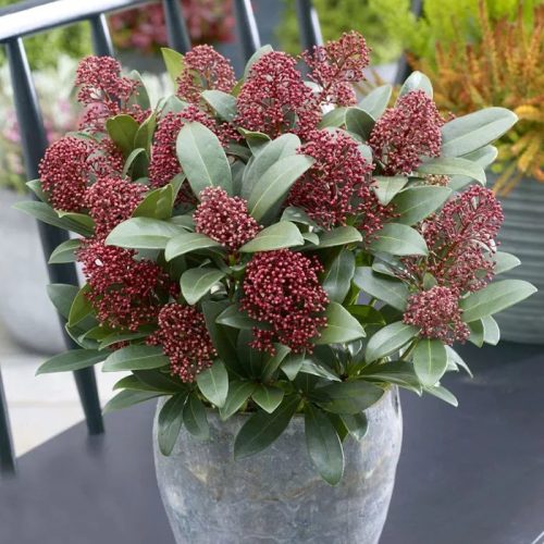 Japán dérbabér - Skimmia Japonika "Rubella" K5