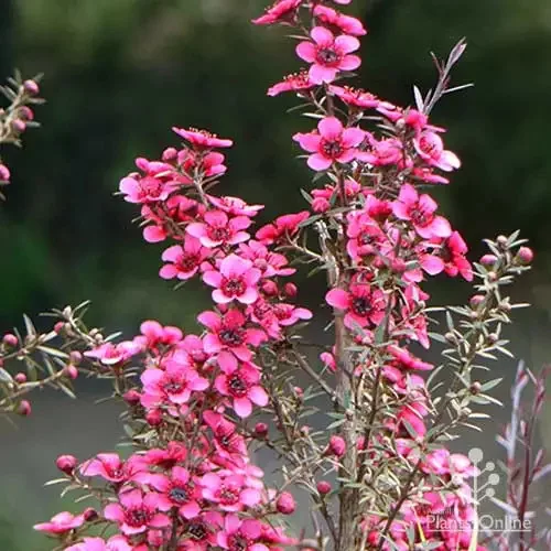Új-Zélandi teafa - Leptospermum scoparium