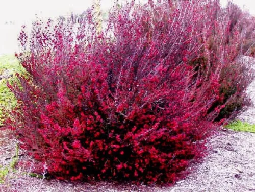 Új-Zélandi teafa - Leptospermum scoparium