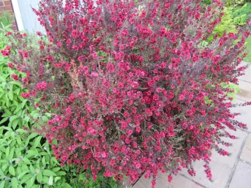 Új-Zélandi teafa - Leptospermum scoparium