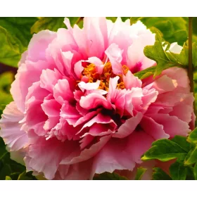   Paeonia suffruticosa-Barackos rózsaszín színű fás szárú bazsarózsa-K4