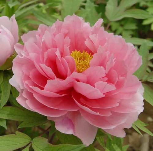 Paeonia suffruticosa-Barackos rózsaszín színű fás szárú bazsarózsa-K4