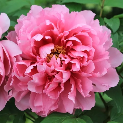 Paeonia suffruticosa-Barackos rózsaszín színű fás szárú bazsarózsa-K4