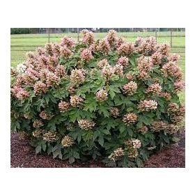   Tölgylevelű hortenzia - Hydrangea Quercifolia "Munchkin"