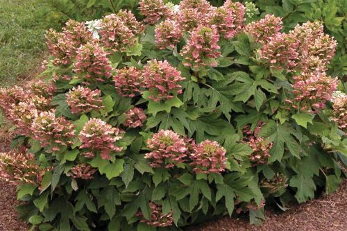 Tölgylevelű hortenzia - Hydrangea Quercifolia "Munchkin"