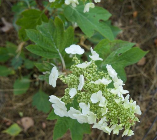 Tölgylevelű hortenzia - Hydrangea Quercifolia "Munchkin"