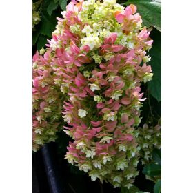   Tölgylevelű hortenzia - Hydrangea Quercifolia "Snowcicle"