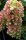 Tölgylevelű hortenzia - Hydrangea Quercifolia "Snowcicle"