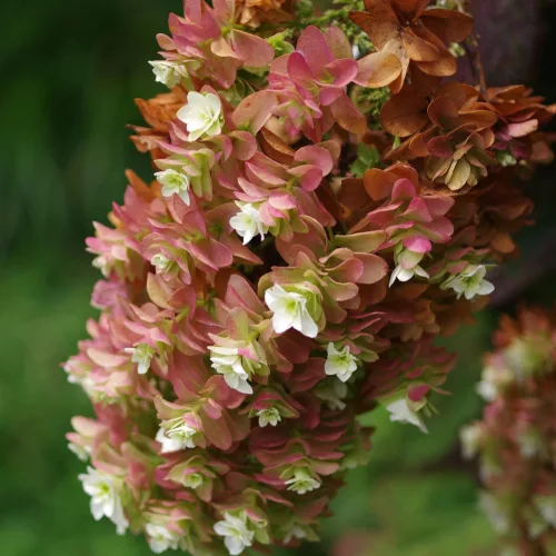 Tölgylevelű hortenzia - Hydrangea Quercifolia "Snowcicle"