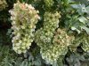Tölgylevelű hortenzia - Hydrangea Quercifolia "Snowcicle"