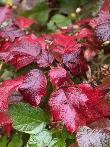 Tölgylevelű hortenzia - Hydrangea Quercifolia "Snowcicle"