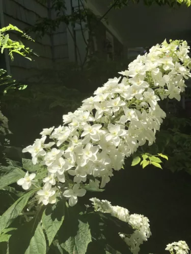 Tölgylevelű hortenzia - Hydrangea Quercifolia "Snowcicle"